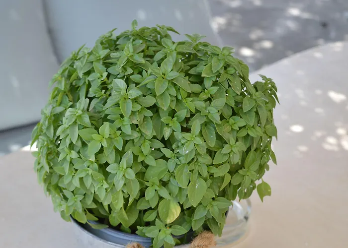 Flaskos Luxury Suites